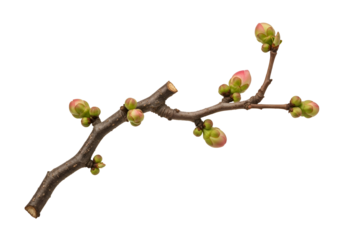 A delicate branch, adorned with tender buds of pale pink and vibrant green, stretches gracefully against a stark black background.