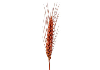Obraz premium A single, rich-brown wheat ear stands out against a pure black background.
