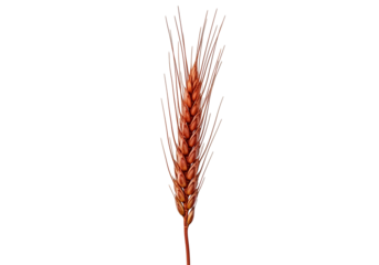 A single, rich-brown wheat ear stands out against a pure black background.