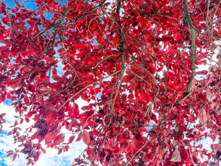 Red leaf tree purple leaf plum tree cherry plum tree.