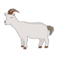 goat isolated on white