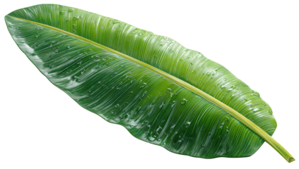 Detailed view of a large tropical leaf