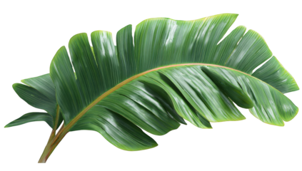 Close-up of a vibrant banana leaf (1)