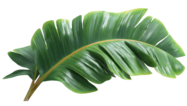 Close-up of a vibrant banana leaf (1)