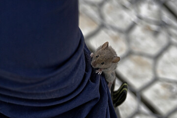 A wild mouse has decided to climb up someones leg.