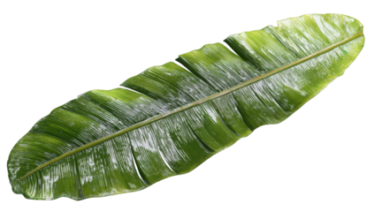 Close-up of a large banana leaf