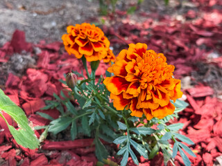 Bright marigold flowers with orange and red petals blooming in garden soil and mulch. Ornamental flora, horticulture, and ecology representing beauty, seasonal growth, and environmental decoration.