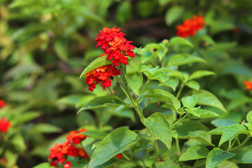 Bright lantana camara blossoms in red and yellow with lush green foliage and creamy bokeh. Clean natural background suited to garden, botanical and eco-themed creative projects.