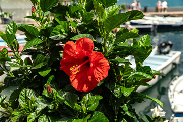 kwiat  © wedrownik52