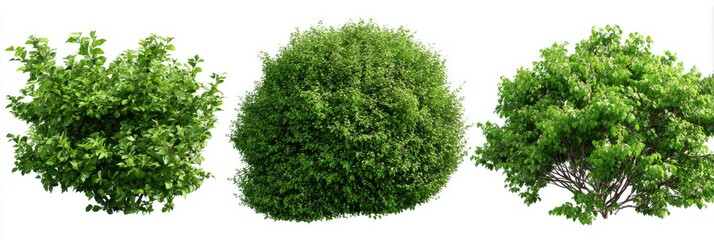 Obraz premium Three dense green bushes, isolated on white