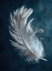 Obraz premium Delicate white feather floats against a dark backdrop