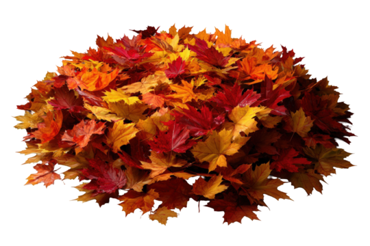 Vibrant autumn leaves clustered together