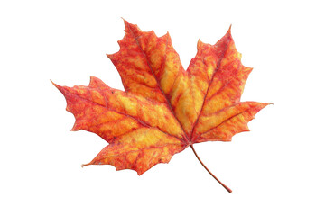 Vibrant autumn maple leaf against black