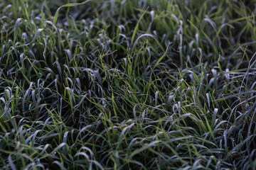 grass in the evening on the meadow