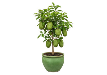 A small, vibrant, potted custard  tree, displaying lush green foliage and numerous, unripe, spiky fruits, stands out against a stark black background.