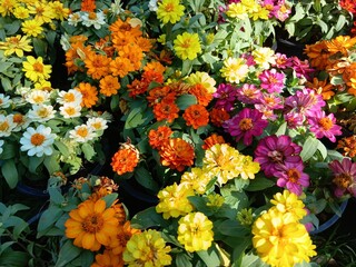 Obraz premium A field of colorful flowers beautifully under the afternoon sunlight