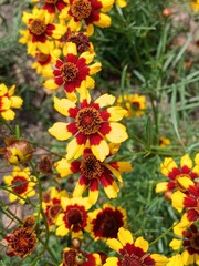 A group of colorful Plains Coreopsis flowers