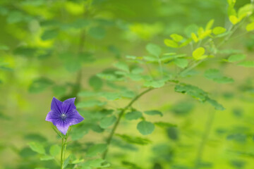 一輪だけの桔梗