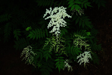 ホザキナナカマドの白い花