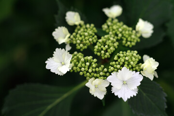 咲きはじめの白い紫陽花