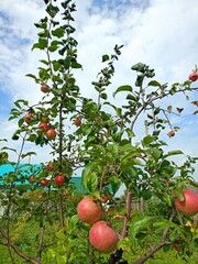 Apples on the tree