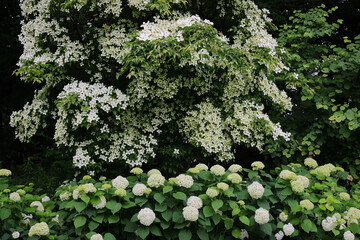 小雨の日の満開のヤマボウシとアジサイ