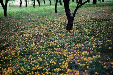 落ちたままの梅の実