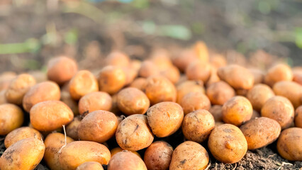 Freshly harvested potatoes on soil in sunlight