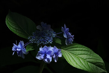 日陰に咲く紫陽花にあたる日差し