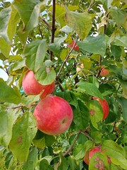 apples on tree