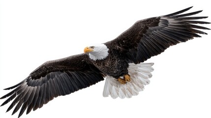 Obraz premium Bald eagle soaring majestically above a white background in mid-flight during daylight hours