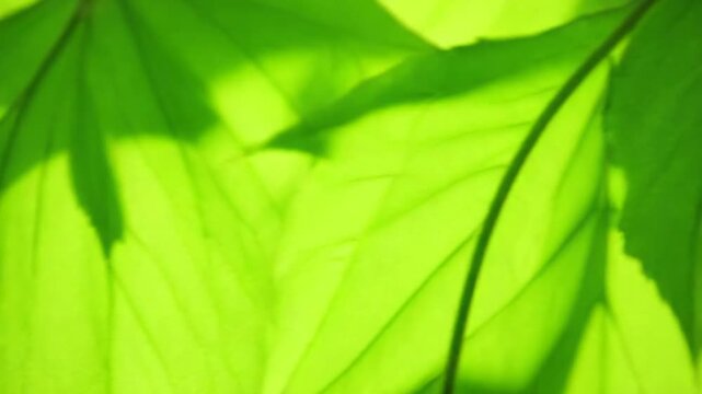 The green mapple leaves in the summer