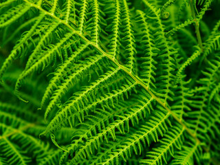 Vibrant green fern fronds unfurl, showcasing intricate details and natural beauty. Perfect for nature-themed designs.