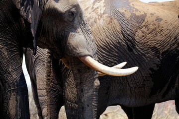 Close-up of an African elephant with tusks, captured along a dusty road in Botswana&rsquo;s wilderness.