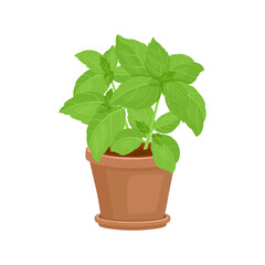 Green basil plant in pot isolated on white background. Vector cartoon flat illustration.