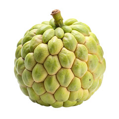 Fototapeta premium A whole custard apple, also known as sugar apple or sweetsop, isolated on a transparent background, showcasing its unique segmented green skin and a small stem at the top
