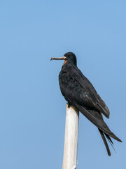 A male frigatebird perches on a wooden pole, showing its hooked beak, glossy black plumage, and a red throat patch under the blue sky.