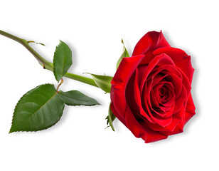 Fototapeta premium Photorealistic single red rose with green stem and fresh leaves, soft petal