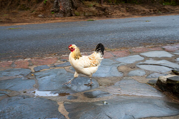 A chicken is walking on a wet road. The road is made of stone and the chicken is walking on it
