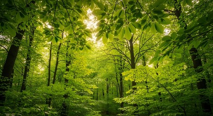 Obraz premium Lush Green Forest Canopy with Sunlight.