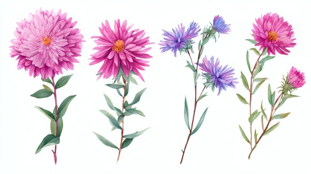 Abstract watercolor collection of aster flowers, hand-drawn illustrations with a focus on botanical beauty and elegance on white background