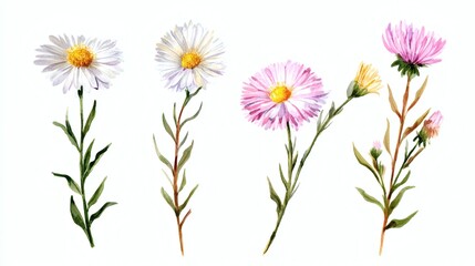 Fototapeta premium Abstract watercolor collection of aster flowers, hand-drawn illustrations with a focus on botanical beauty and elegance on white background