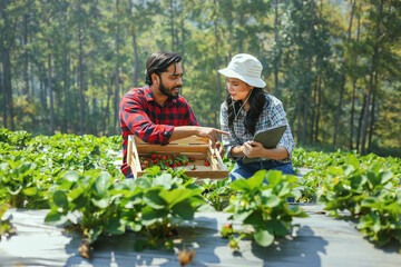 man and  woman are sitting in  field of strawberries