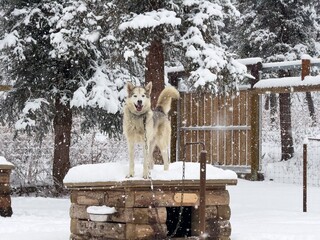 Gladys the sled dog stands on her doghouse in the snowy kennels at Denali National Park and Preserve