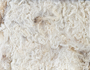 Light-colored raw fleece with visible ringlets and minimal contamination, partially clean wool with natural crimp texture across surface