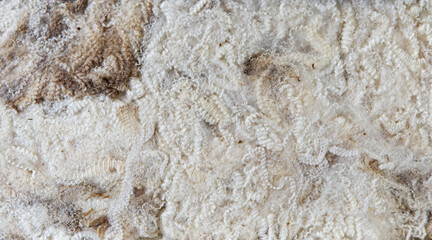Cream-colored Lincoln Longwool fleece sample laid flat, showing delicate ringlet curls with minimal plant debris and soft natural crimp texture