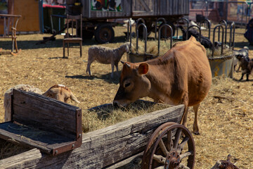 Calf and sheep feeding from a wooden wagon trough filled with hay, surrounded by various farm animals in a sunny outdoor petting zoo environment