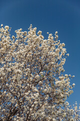 Tall Callery pear tree with dense white blossoms reaching toward clear blue sky, showcasing peak spring bloom in a radiant seasonal landscape