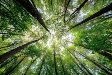 Lush green forest canopy viewed from below (1)