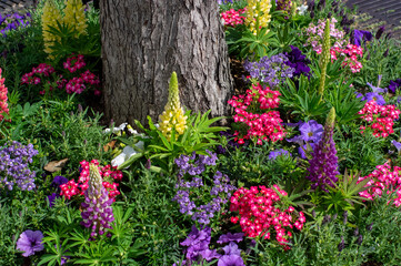 Colorful Spring Flowers Blooming Around Tree Trunk in Garden